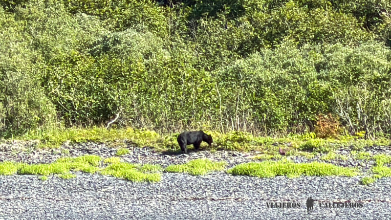 Oso negro en la playa durante el crucero por los Fiordos de Kenai en Seward