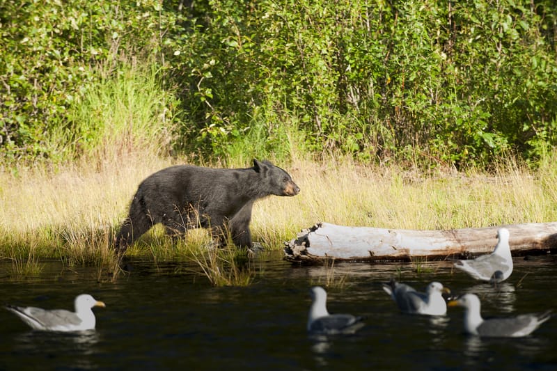Oso negro en Russian River Alaska