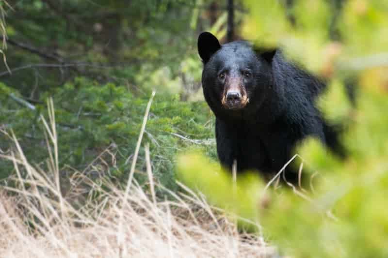 Oso negro en Banff