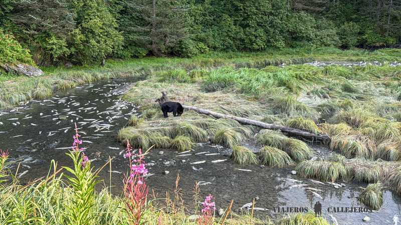 Oso negro en Valdez