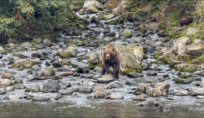 Oso pardo en Big River Lakes