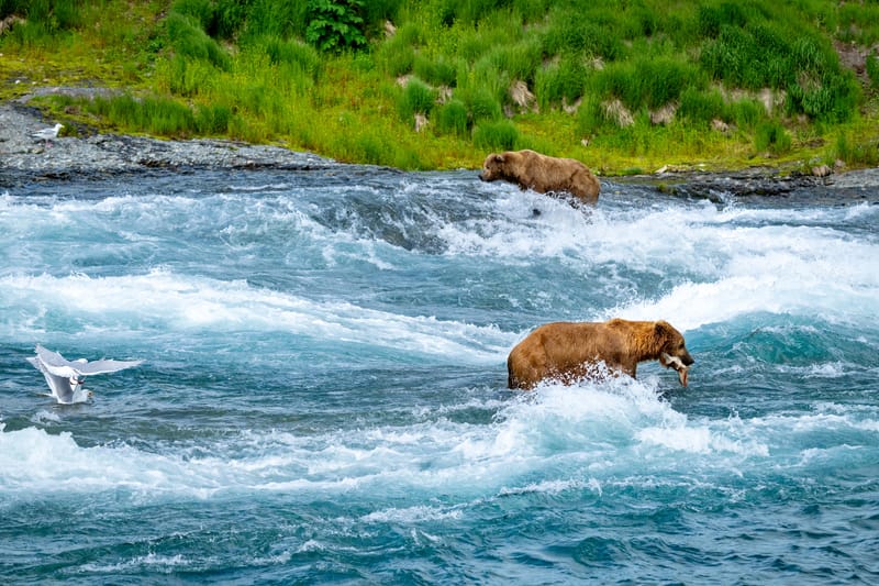 Osos en McNeil River