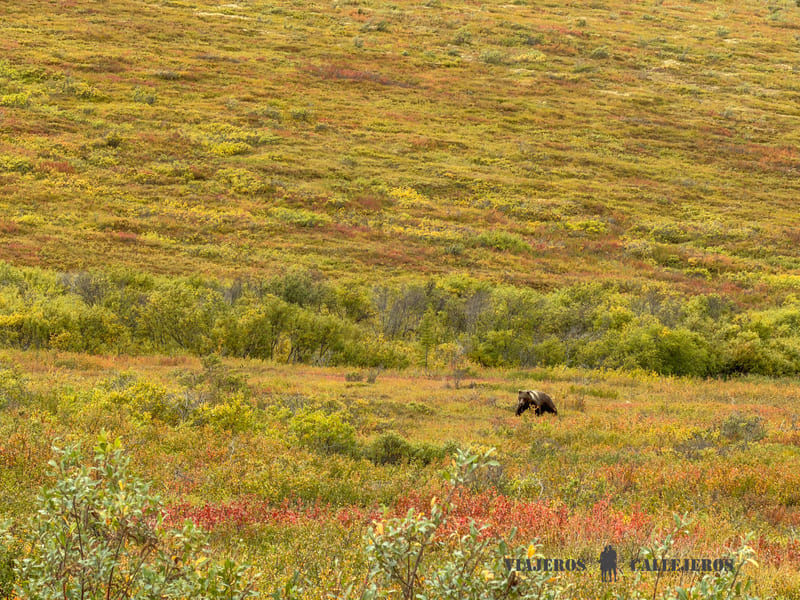 Parque Denali, uno de los lugares donde ver osos en Alaska