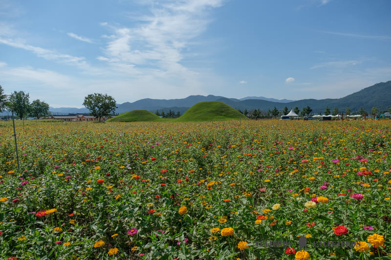 parque flores que hacer en gyeongju