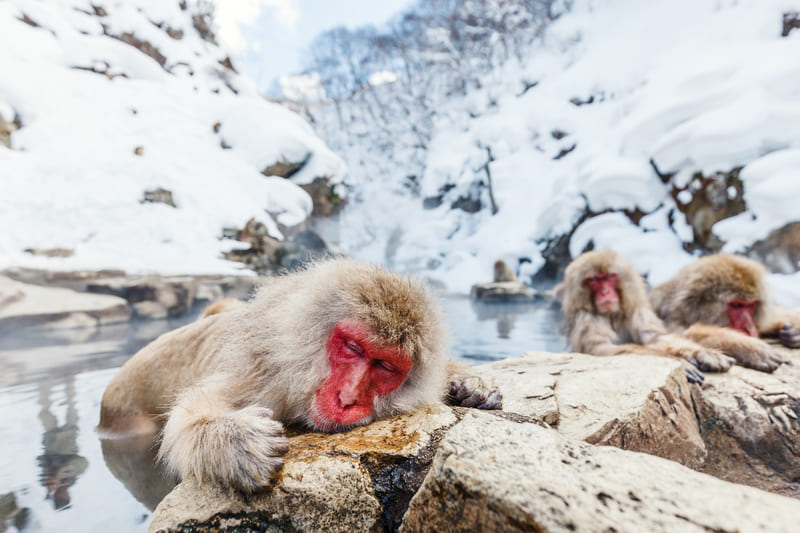 parque monos jigokudani japon