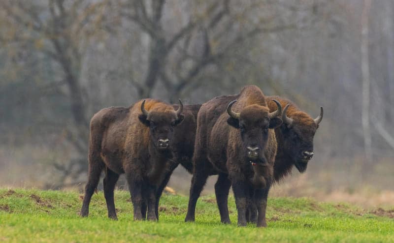 Parque Nacional de Bialowieza