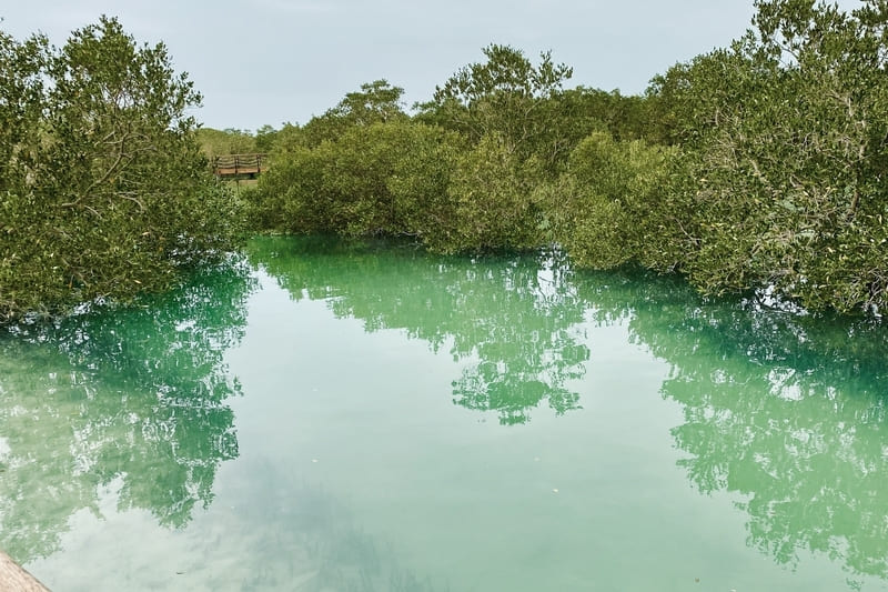 parque nacional manglares que hacer en abu dhabi