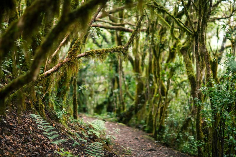 Parque Rural de Anaga, que hacer en las Islas Canarias
