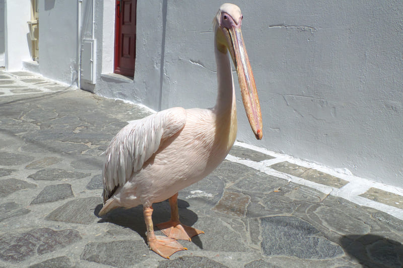 pelicano Mykonos
