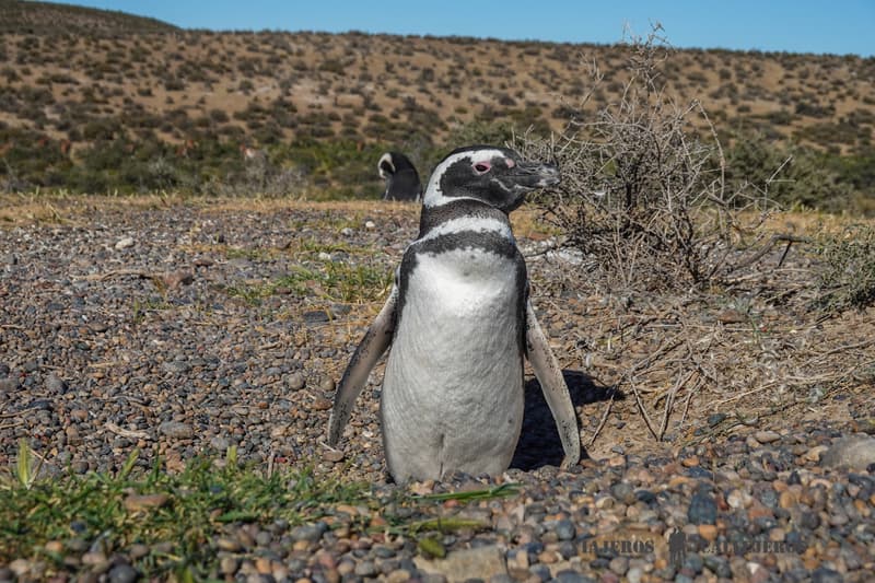Pingüino en Península Valdés al viajar a Argentina