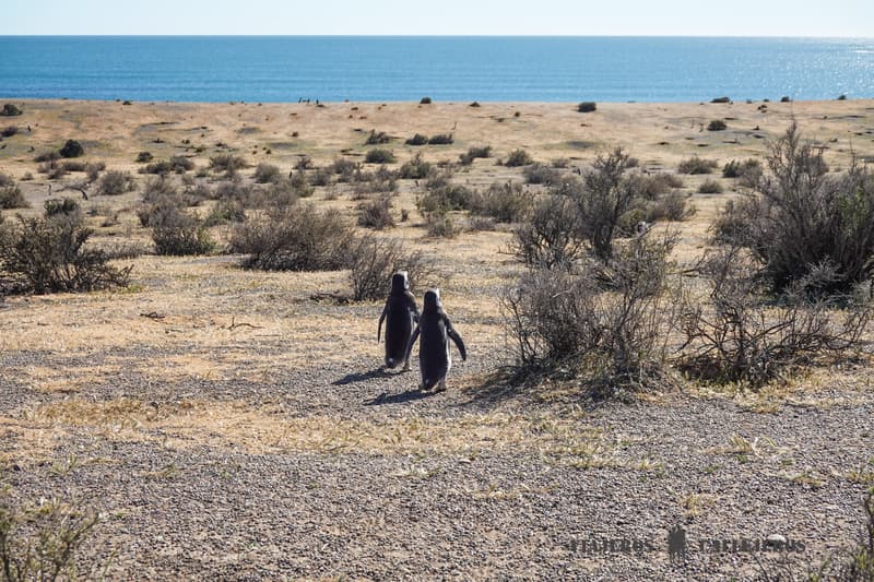 Pingüinos en Punta Tombo