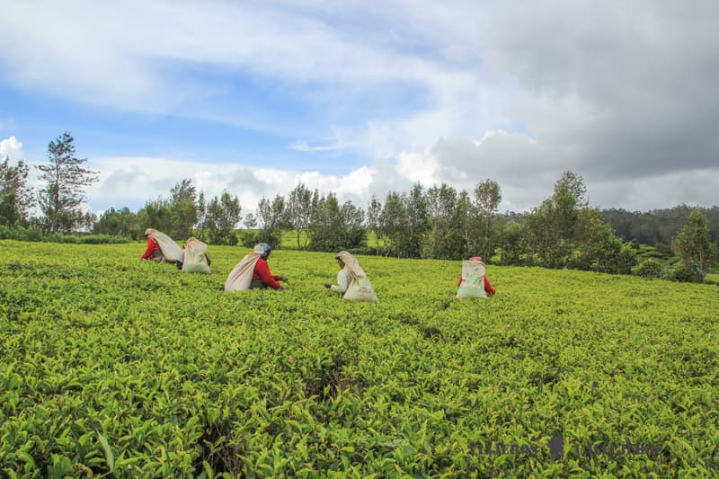 Plantación de té