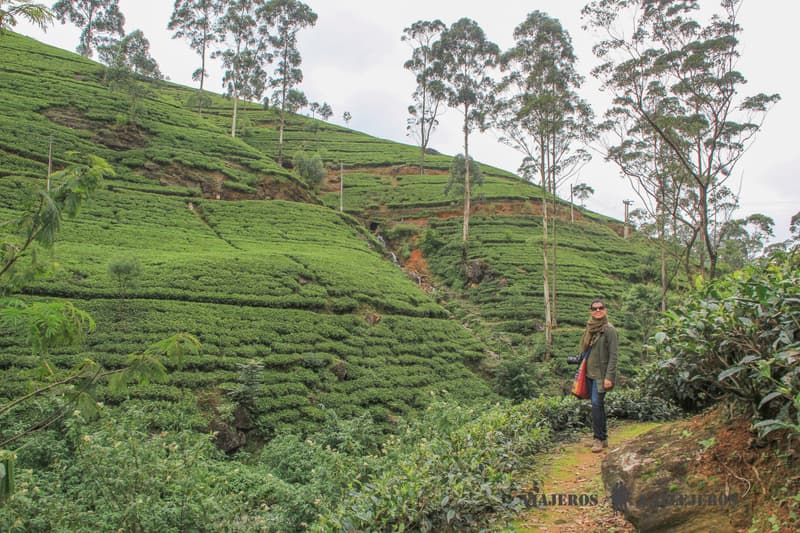 Plantaciรณn de tรฉ en Nuwara Eliya, uno de los lugares que ver en Sri Lanka