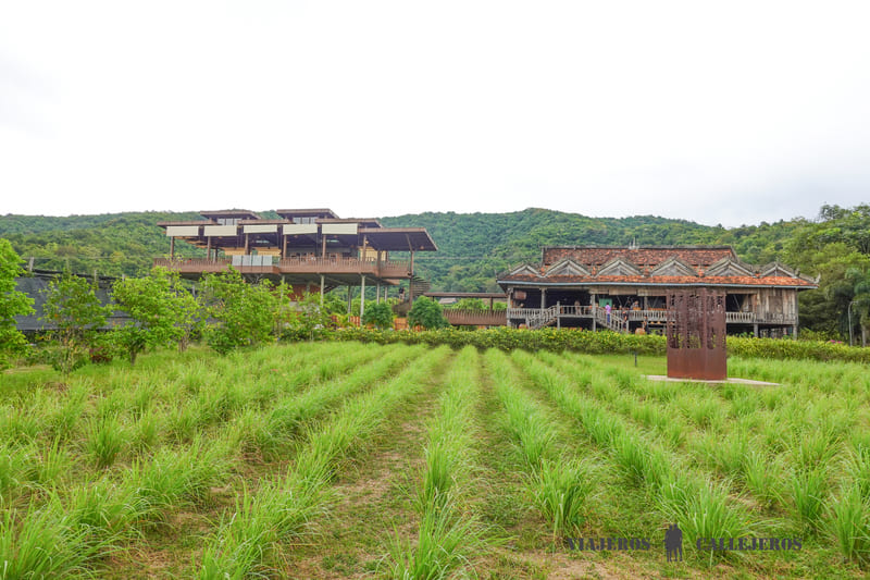 plantacion pimienta que hacer en kampot