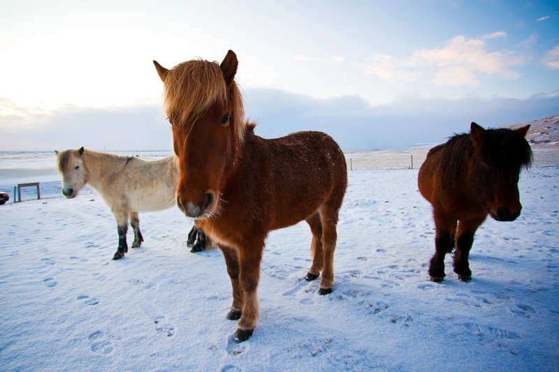 Círculo Dorado de Islandia caballos