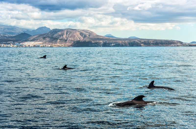 Delfines frente a Costa Adeje