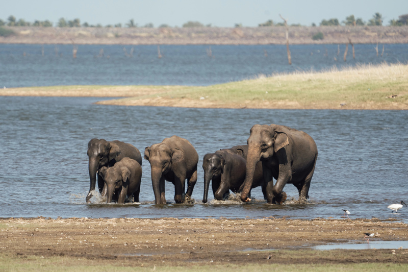 Safari en Minneriya