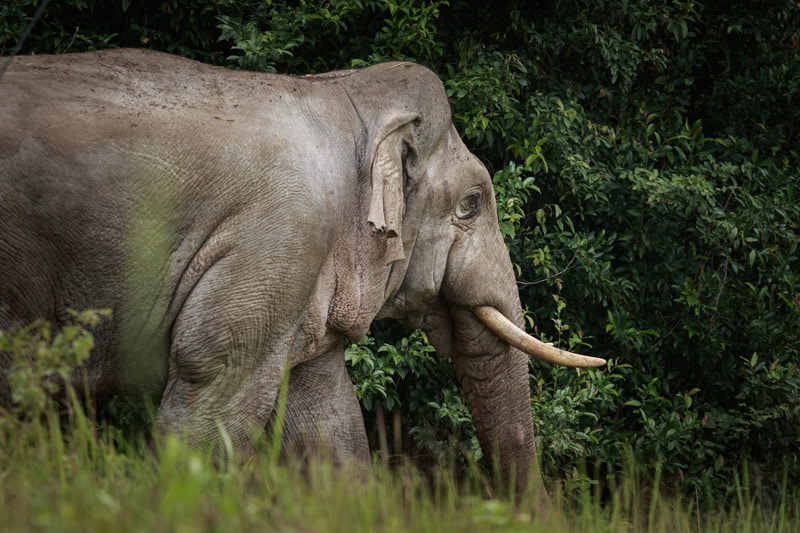 Elefante asiรกtico
