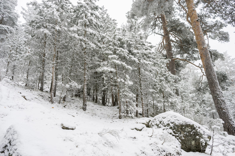 Puerto de Navacerrada en invierno