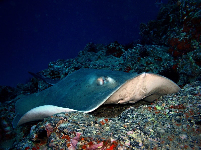 Buceo en Los Cristianos