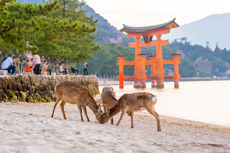 Cómo visitar Miyajima