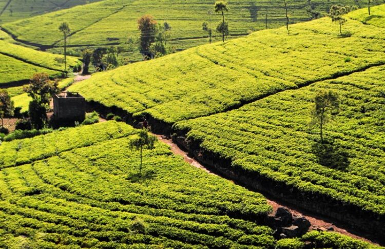 Qué ver en Nuwara Eliya
