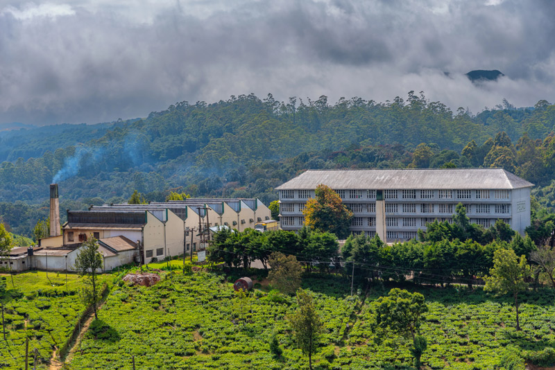 Petro State, plantación de té que visitar en Nuwara Eliya