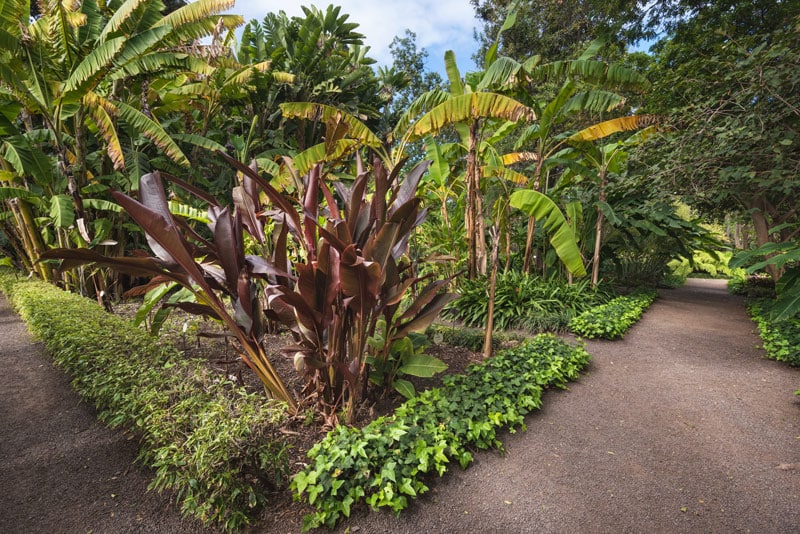Jardín Botánico Puerto de la Cruz