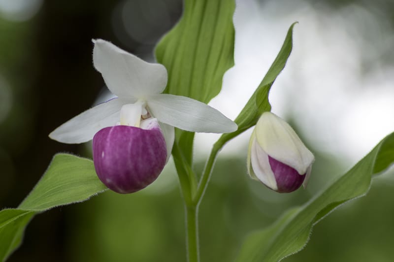 Jardรญn Botรกnico de Queens