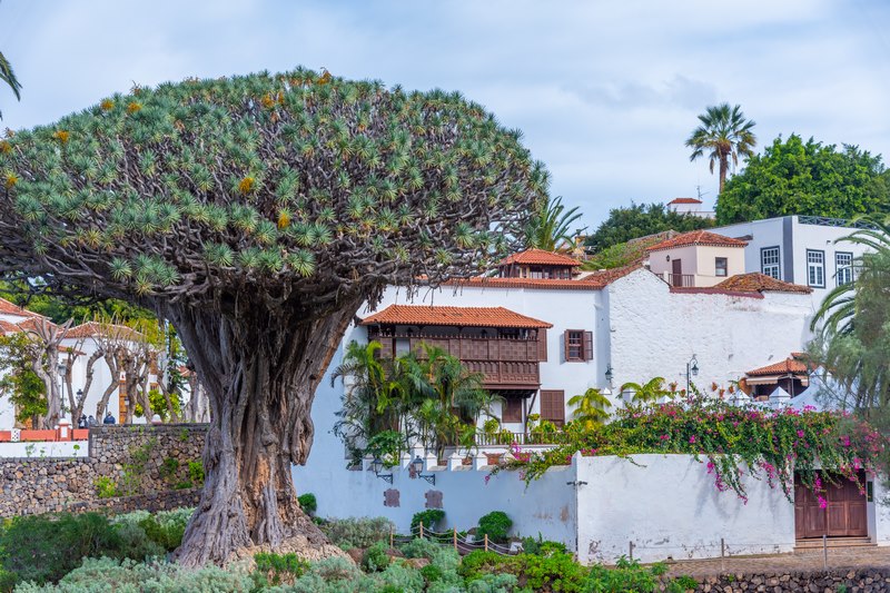 Casa del Drago Icod de los Vinos