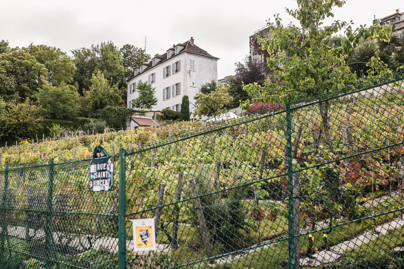 Vigne du Clos Montmartre