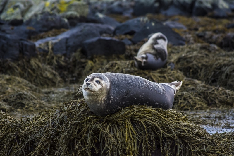 Focas en Ytri Tunga