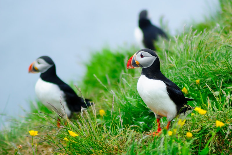 Frailecillos en Borgarfjarðarhöfn