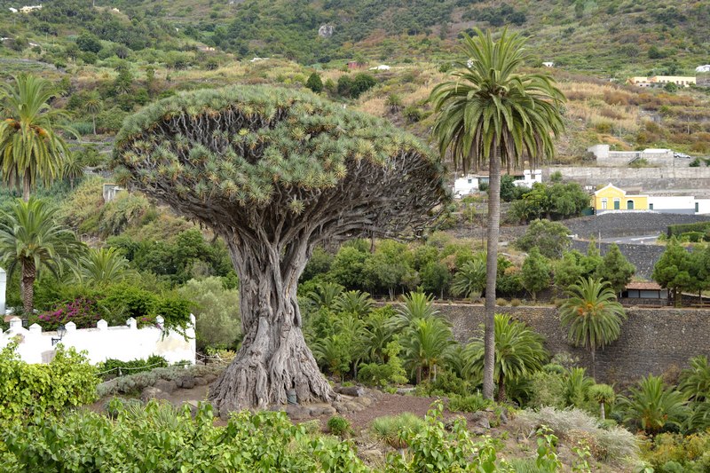 Icod de los Vinos