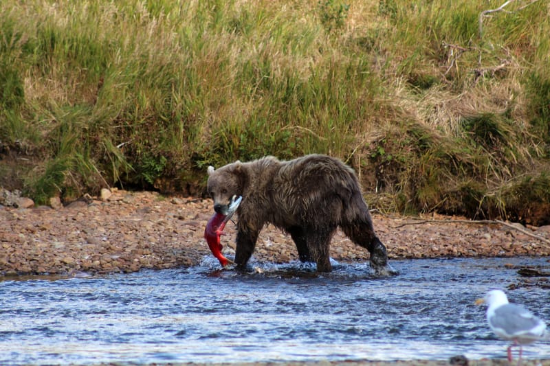 Silver Salmon Creek