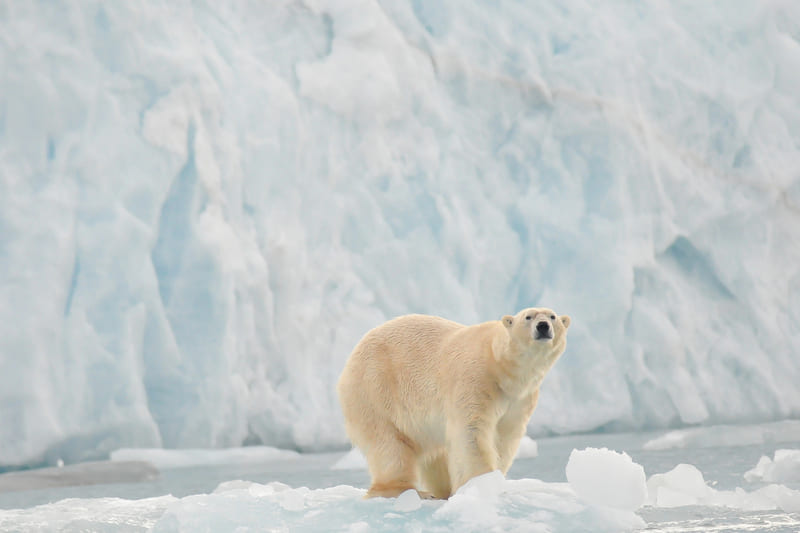 svalbard que visitar en noruega