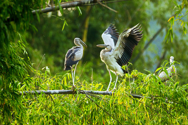 Thung Nham Bird Valley tam coc vietnam