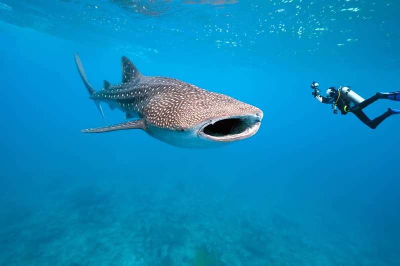 Tiburón ballena en la guía de Maldivas