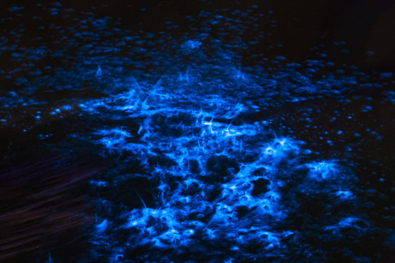 tour bioluminiscencia que hacer en koh rong