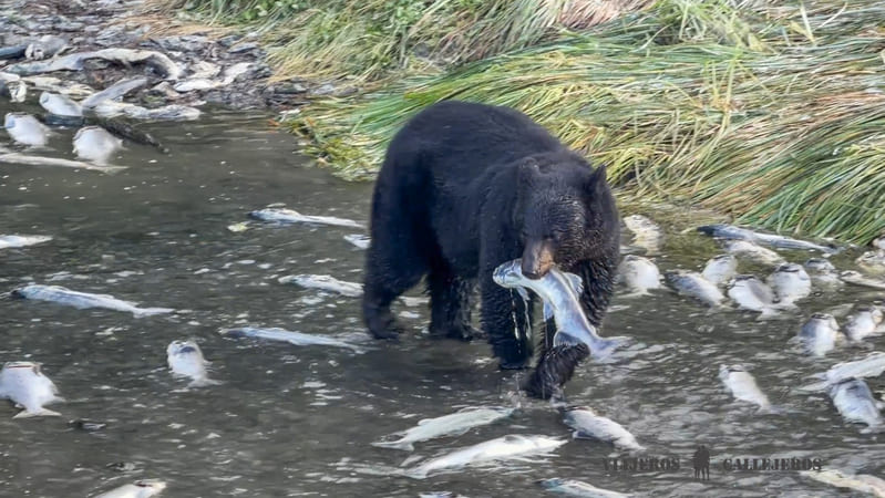 Valdez, otro de los lugares donde ver osos en Alaska