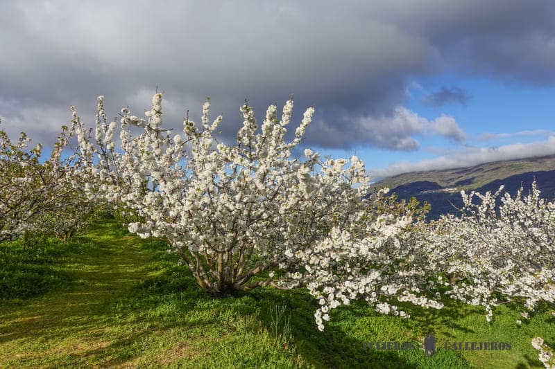 valle del jerte floración cerezo