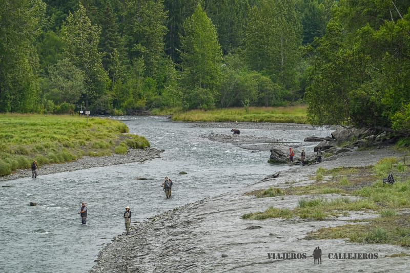 Ver osos pardos en Alaska en Bird Creek