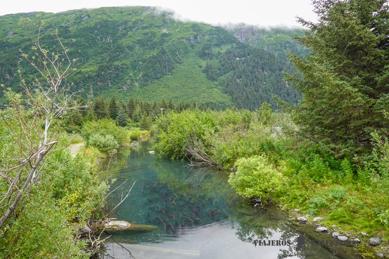 Arroyo repleto de salmones en el Williwaw Nature Trail